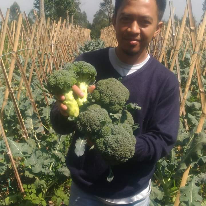 Panen Brokoli Segar