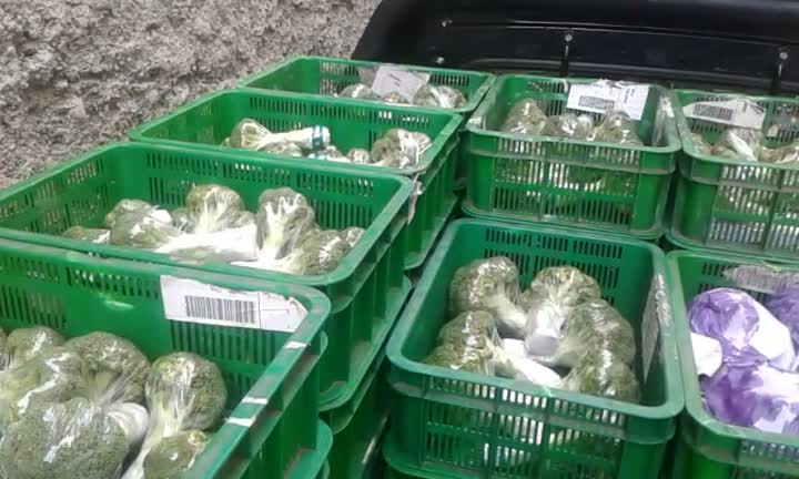 Brokoli & Kol Ungu Siap Kirim